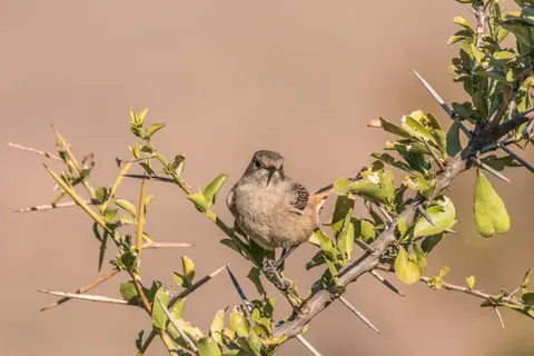 _MG_2776-2.jpg