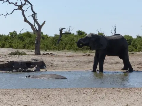 Hippo.JPG