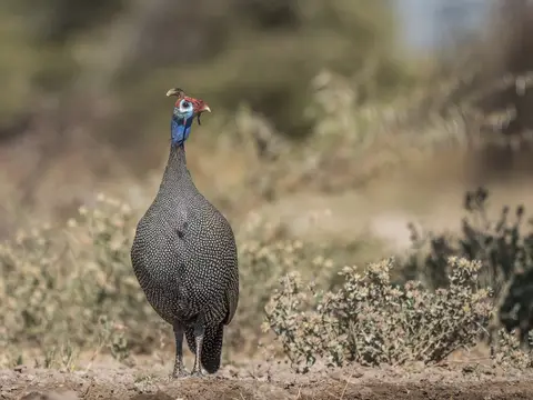 k-Namibia2019(357).jpg