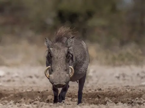 k-Namibia2019(368).jpg