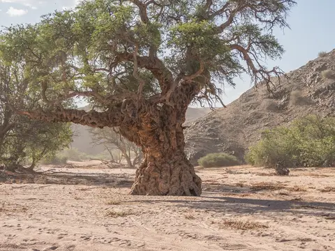 k-NamibiaimFrühjahr2019(426).jpg
