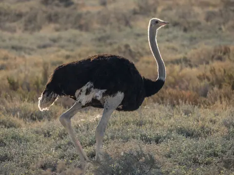 k-NamibiaimFrühjahr2019(475).jpg