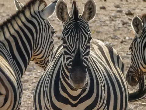 k-NamibiaimFrühjahr2019(481).jpg
