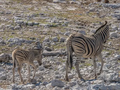 k-NamibiaimFrühjahr2019(483).jpg