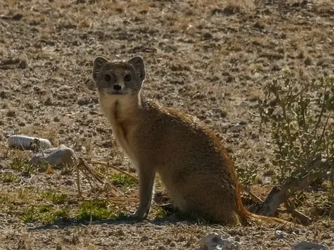 k-NamibiaimFrühjahr2019(498).jpg
