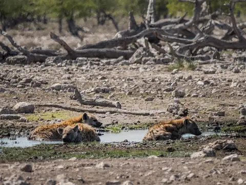 k-NamibiaimFrühjahr2019(542).jpg