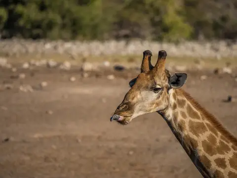 k-NamibiaimFrühjahr2019(550).jpg