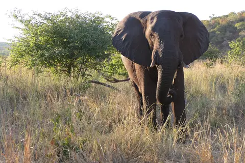 11Elefantenbulle-aufSafariamZambesi.JPG