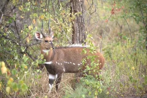 18SafariMorgenTsowaSafariIsland.jpg
