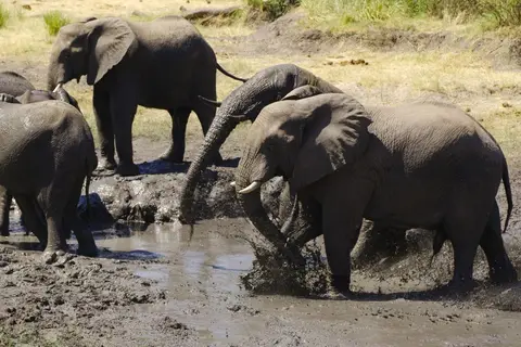 19ElefantenimZambesiNationalpark.jpg