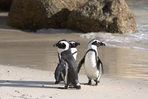 19Pinguine.jpg