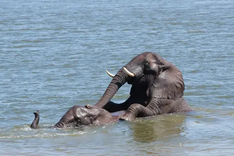 24ElefantenimSambesiFluss-TsowaSafariIsland.jpg