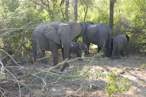 3.1BreedingHerdofElephants.JPG