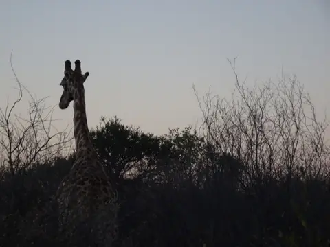 30.2Giraffe.JPG