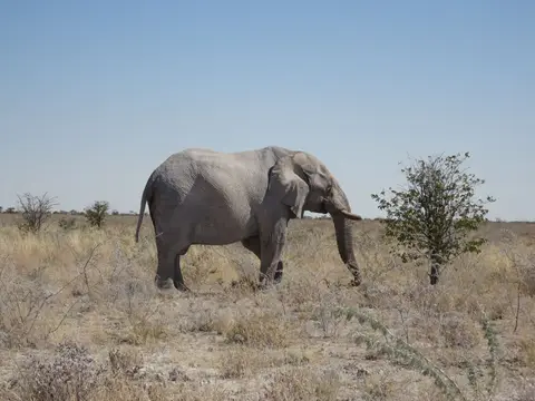65Elefant.JPG
