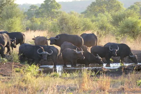 6BüffelZambesiNationalpark.JPG