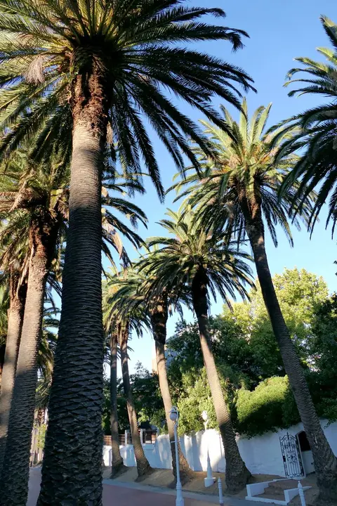 6MountNelson.JPG