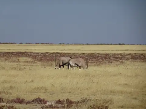 71Oryx.JPG