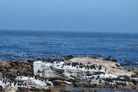 7CapeofgoodHope.JPG
