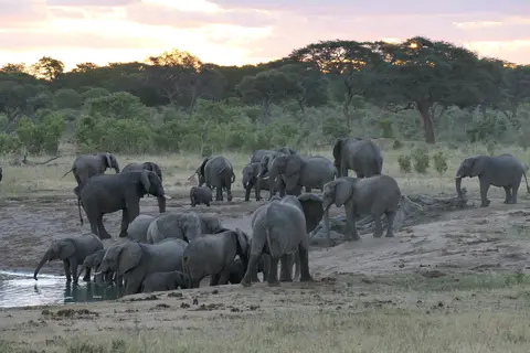 ElefantenHwange.JPG