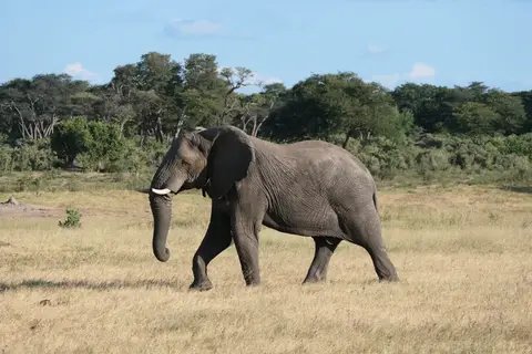 ElefantenbulleHwange.JPG