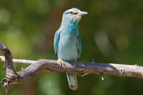 EuropeanRoller.jpg
