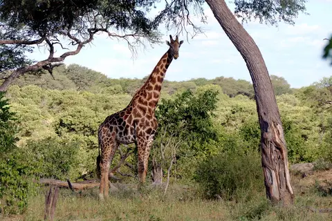 Giraffe.JPG