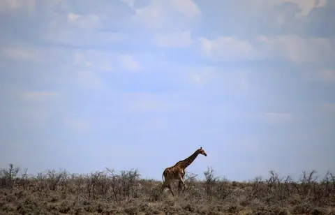 Giraffe.jpg