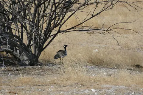 Namibia2018_1736.JPG