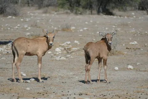 Namibia2018_1795.JPG