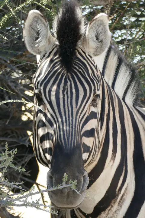 Namibia2018_1799.JPG