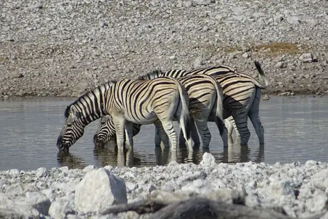 Namibia2018_1865.JPG