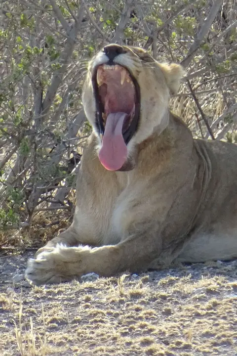 Namibia2018_1869.JPG