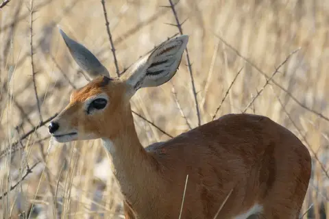 Namibia2018_1883.JPG