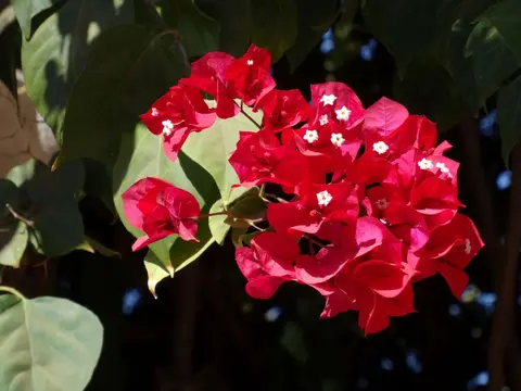 DSC07122.JPG