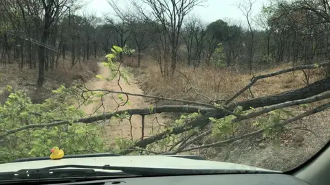 Baum.jpg