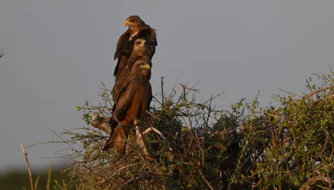 DSC_175.JPG
