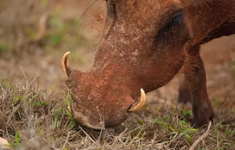 Südafrika_AddoElephantNP_002.jpg