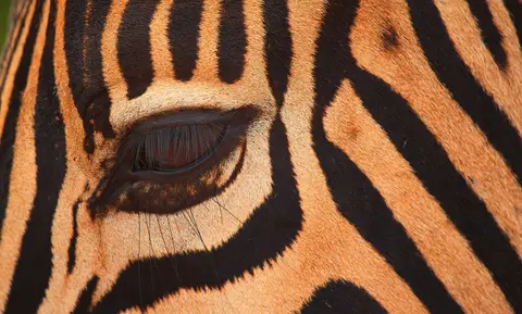 Südafrika_AddoElephantNP_006.jpg