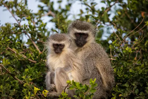 Südafrika_AddoElephantNP_017.jpg