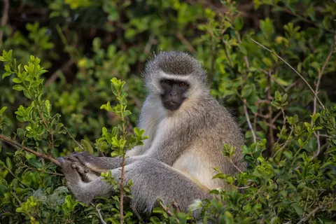 Südafrika_AddoElephantNP_018.jpg