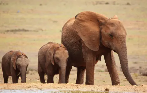 Südafrika_AddoElephantNP_040-2.jpg