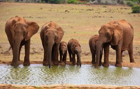 Südafrika_AddoElephantNP_043.jpg