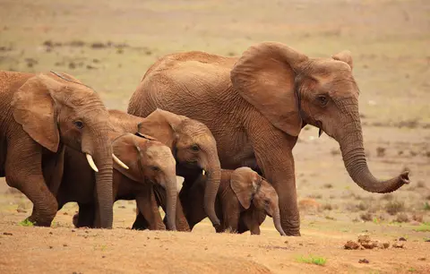 Südafrika_AddoElephantNP_046.jpg