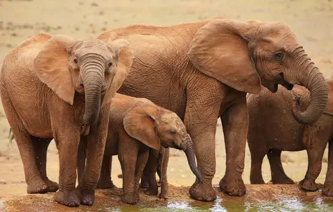 Südafrika_AddoElephantNP_053.jpg