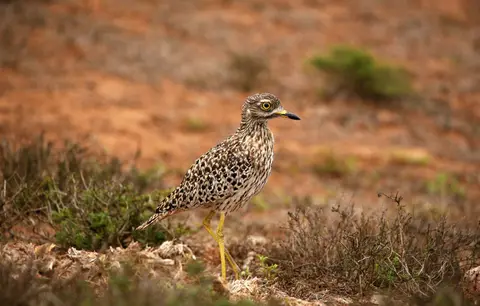 Südafrika_AddoElephantNP_061.jpg