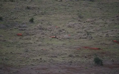 Südafrika_AddoElephantNP_074.jpg