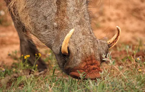 Südafrika_AddoElephantNP_115.jpg