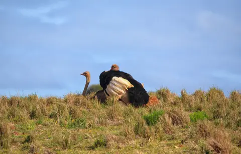 Südafrika_AddoElephantNP_143.jpg