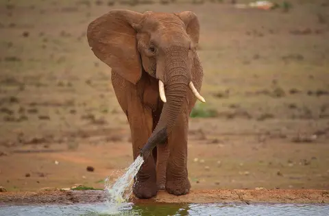 Südafrika_AddoElephantNP_166.jpg